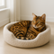 kattenmand