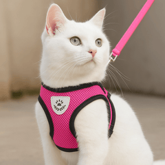 Kattentuigje Maine Coon - Royal Forest Harness